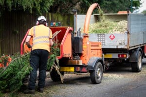 Professional Tree Surgeons in Enfield