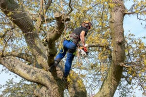 Tree Surgeon or Arborist using safety ropes and a chainsaw up a tree .